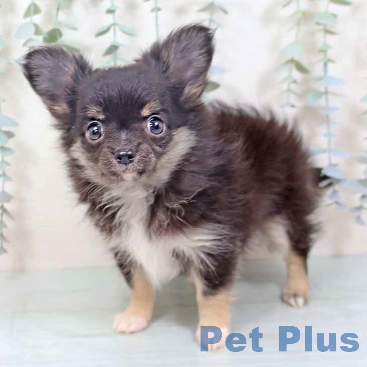 奈良県のチワワ(ロング) (ペットプラス 大和郡山店/2025年9月27日生まれ/女の子/ブラッククリーム)の子犬の2枚目の画像