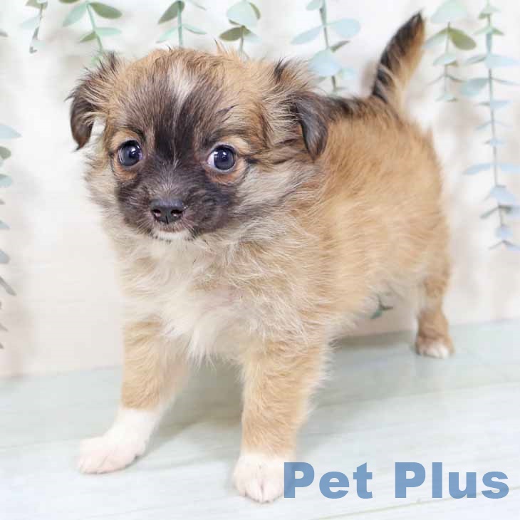 大阪府のチワワ(ロング) (ペットプラス イオン大日店/2025年9月27日生まれ/女の子/レッドホワイト)の子犬の1枚目の画像