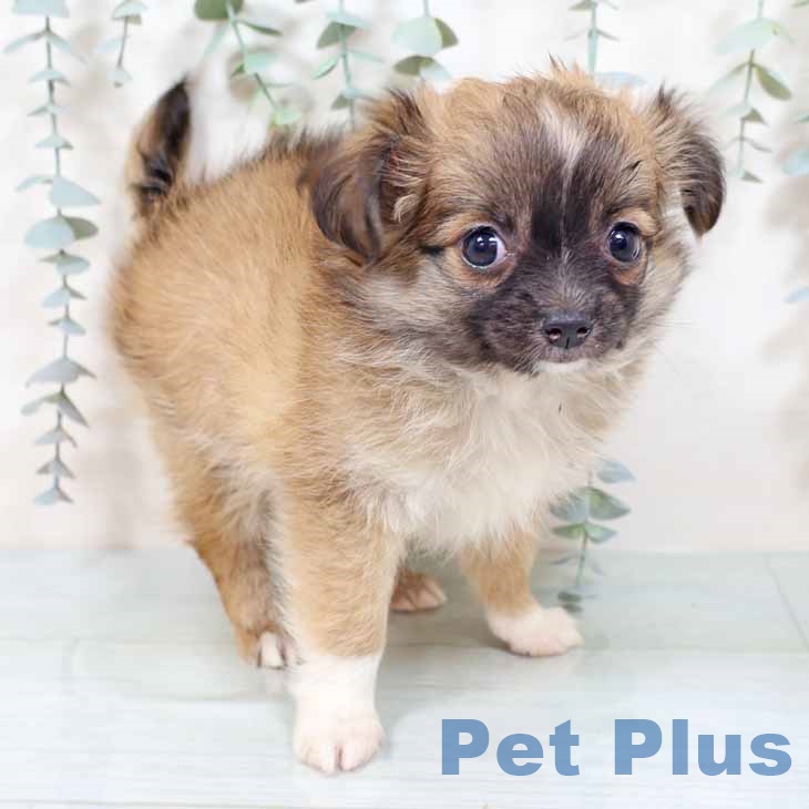 大阪府のチワワ(ロング) (ペットプラス イオン大日店/2025年9月27日生まれ/女の子/レッドホワイト)の子犬の2枚目の画像