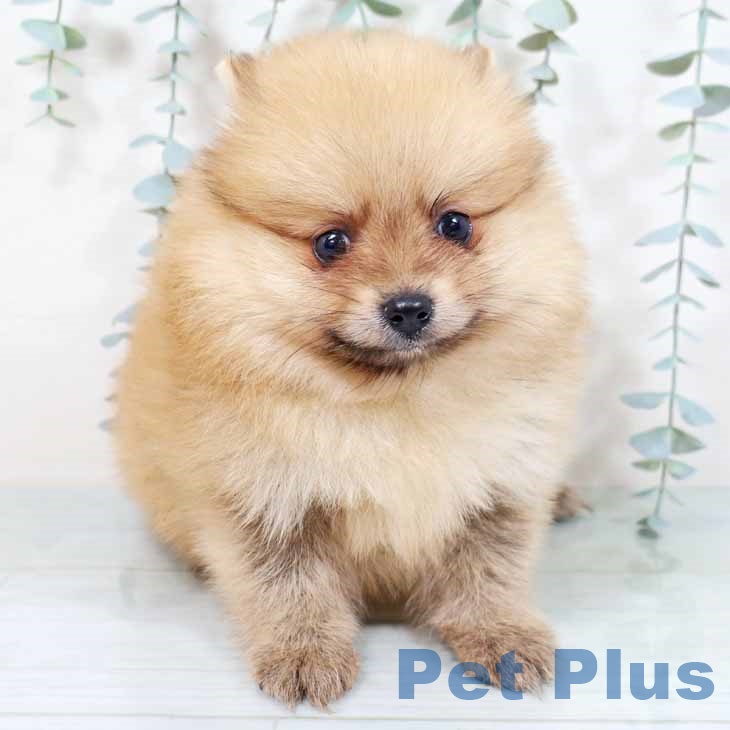 ポメラニアンの写真2