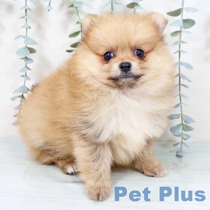 埼玉県のポメラニアン (ペットプラス 羽生店/2025年9月27日生まれ/女の子/オレンジ)の子犬の1枚目の画像