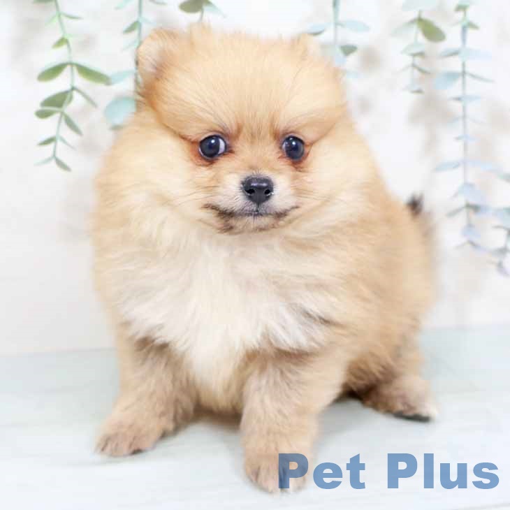 埼玉県のポメラニアン (ペットプラス 羽生店/2025年9月27日生まれ/女の子/オレンジ)の子犬の2枚目の画像