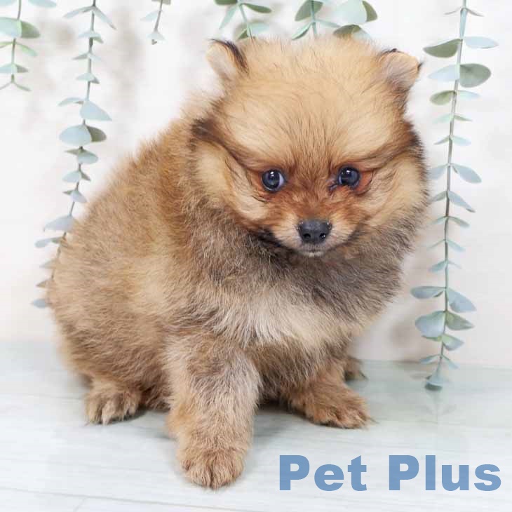 埼玉県のポメラニアン (ペットプラス 羽生店/2025年9月27日生まれ/女の子/オレンジセーブル)の子犬の1枚目の画像