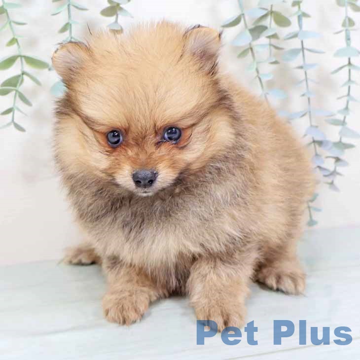 埼玉県のポメラニアン (ペットプラス 羽生店/2025年9月27日生まれ/女の子/オレンジセーブル)の子犬の2枚目の画像