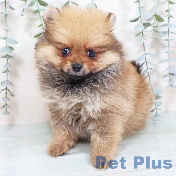 群馬県のポメラニアン (ペットプラス イオンモール太田店/2025年9月27日生まれ/女の子/オレンジセーブル)の子犬