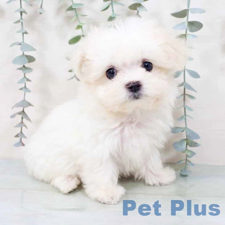 兵庫県のマルチーズ (ペットプラス 神戸三宮店/2025年9月27日生まれ/女の子/ホワイト)の子犬の1枚目の画像