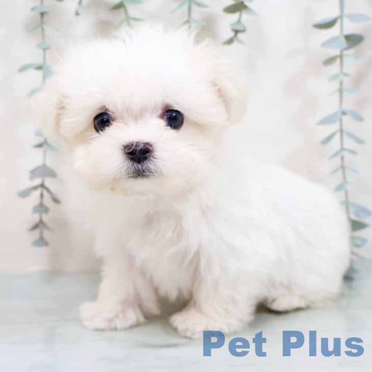 兵庫県のマルチーズ (ペットプラス 神戸三宮店/2025年9月27日生まれ/女の子/ホワイト)の子犬の2枚目の画像