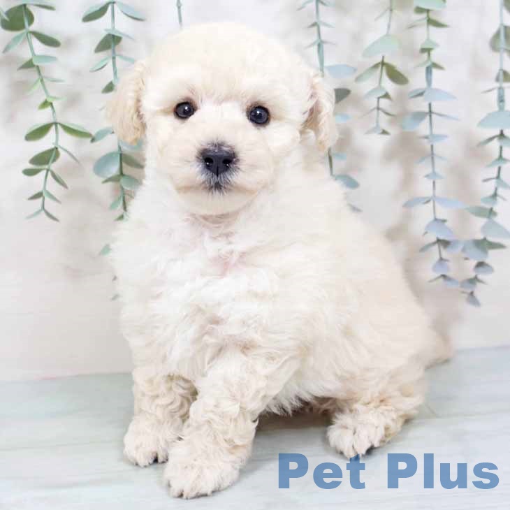 トイ・プードルの写真2