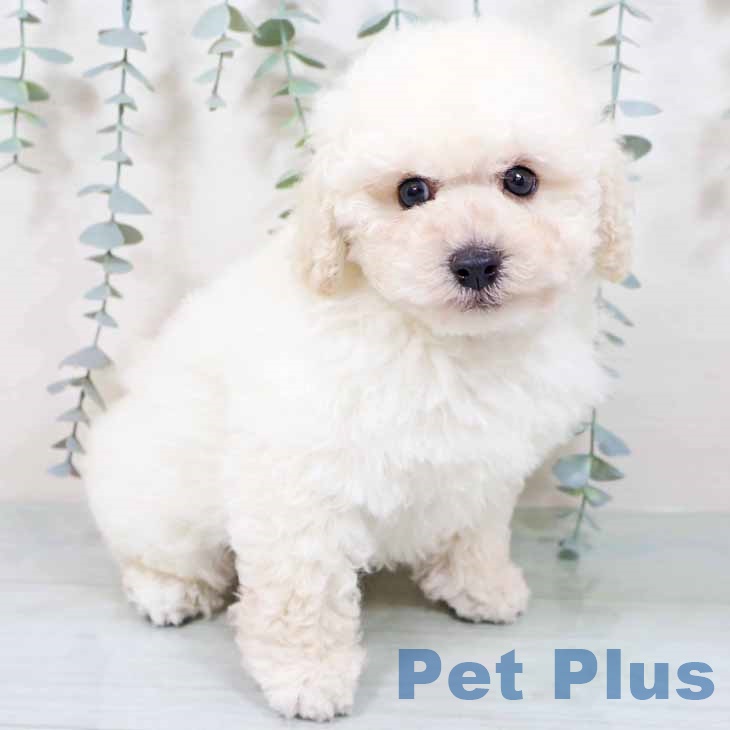 トイ・プードル