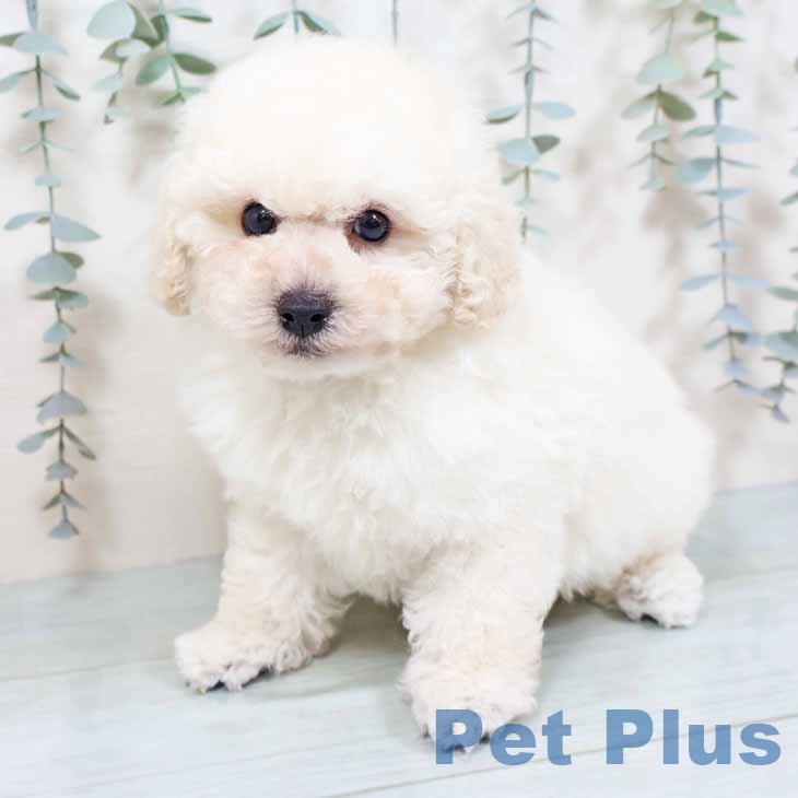 トイ・プードルの写真2