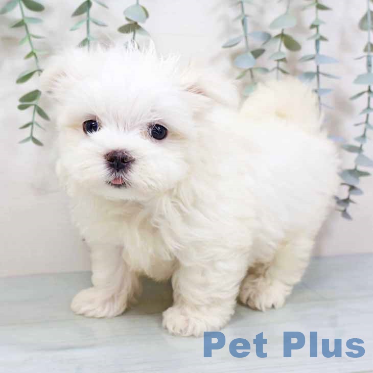 京都府のマルチーズ (ペットプラス 京都桂川店/2025年10月1日生まれ/男の子/ホワイト)の子犬