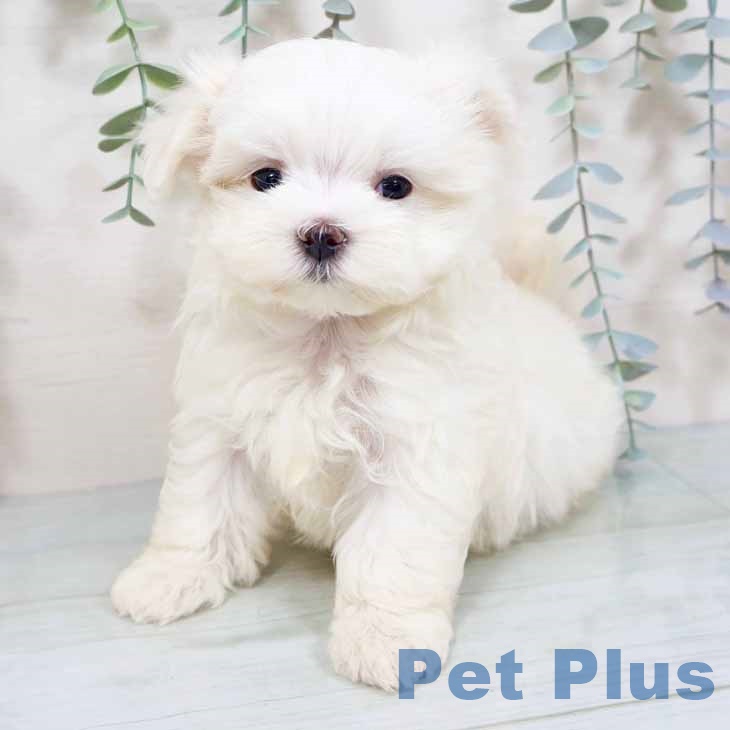 マルチーズの写真2