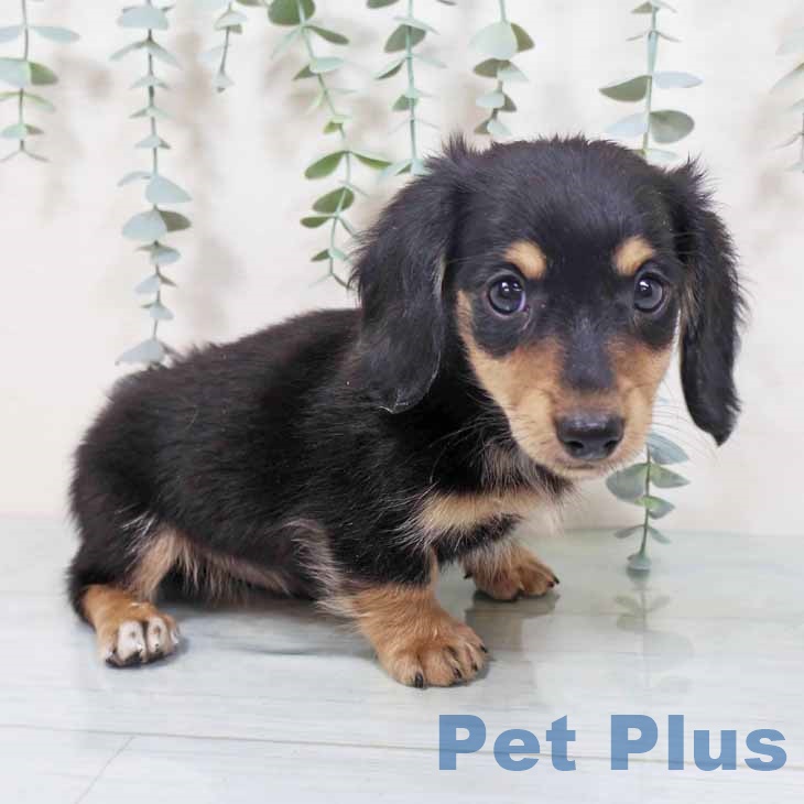 ミニチュア・ダックスフンド