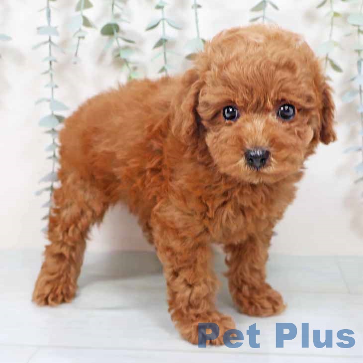 トイ・プードル