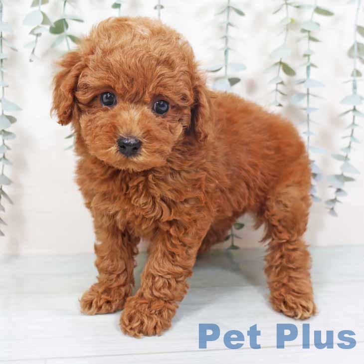 トイ・プードル