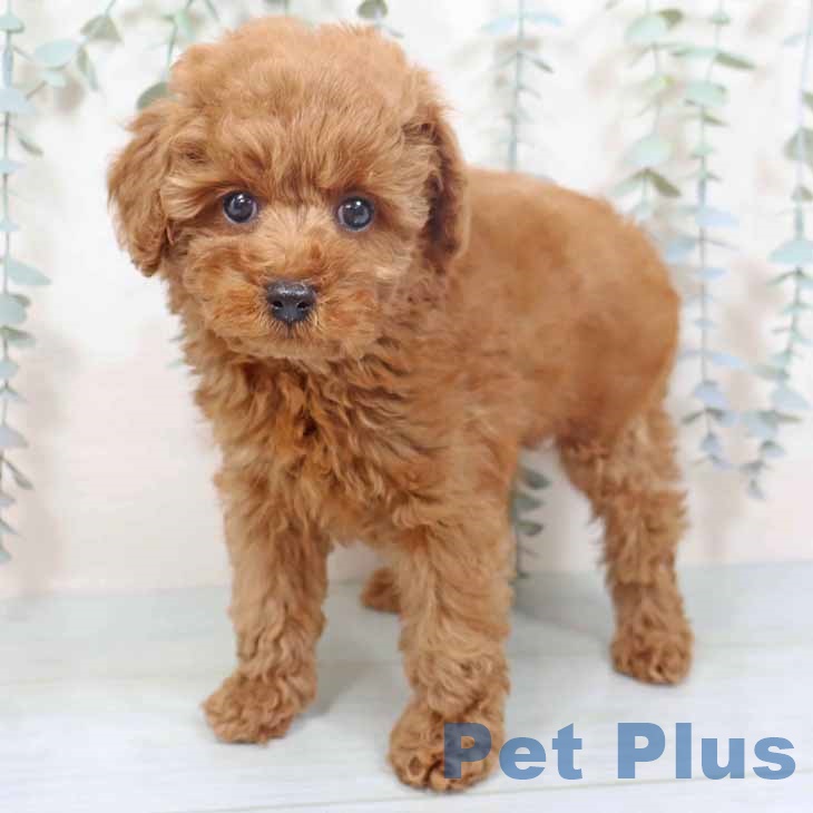 大阪府のトイプードル(トイ) (ペットプラス ららぽーと和泉店/2025年9月30日生まれ/男の子/レッドフォーン)の子犬の1枚目の画像