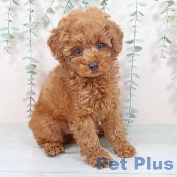 大阪府のトイプードル(トイ) (ペットプラス ららぽーと和泉店/2025年9月30日生まれ/男の子/レッドフォーン)の子犬の2枚目の画像