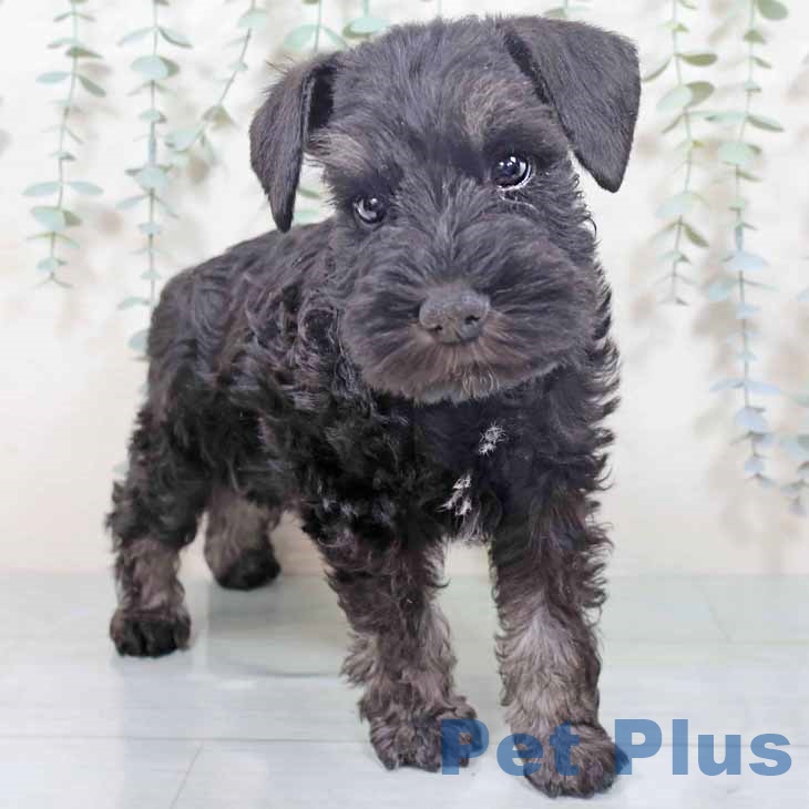 ミニチュア・シュナウザー