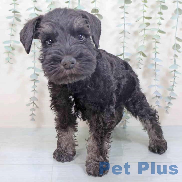 ミニチュア・シュナウザーの写真2