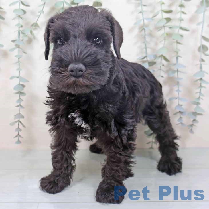 ミニチュア・シュナウザー