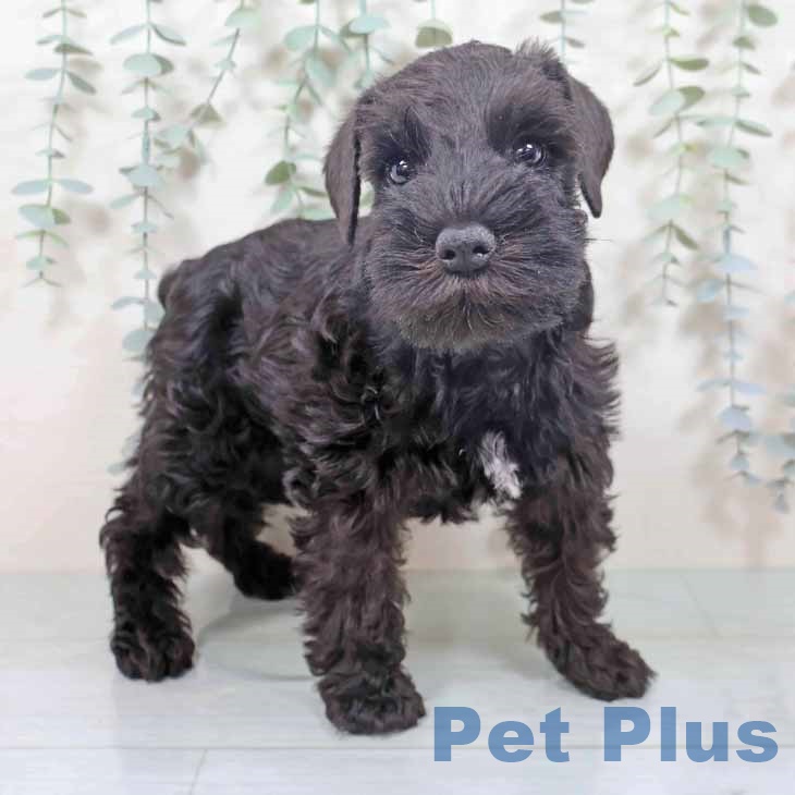 ミニチュア・シュナウザー