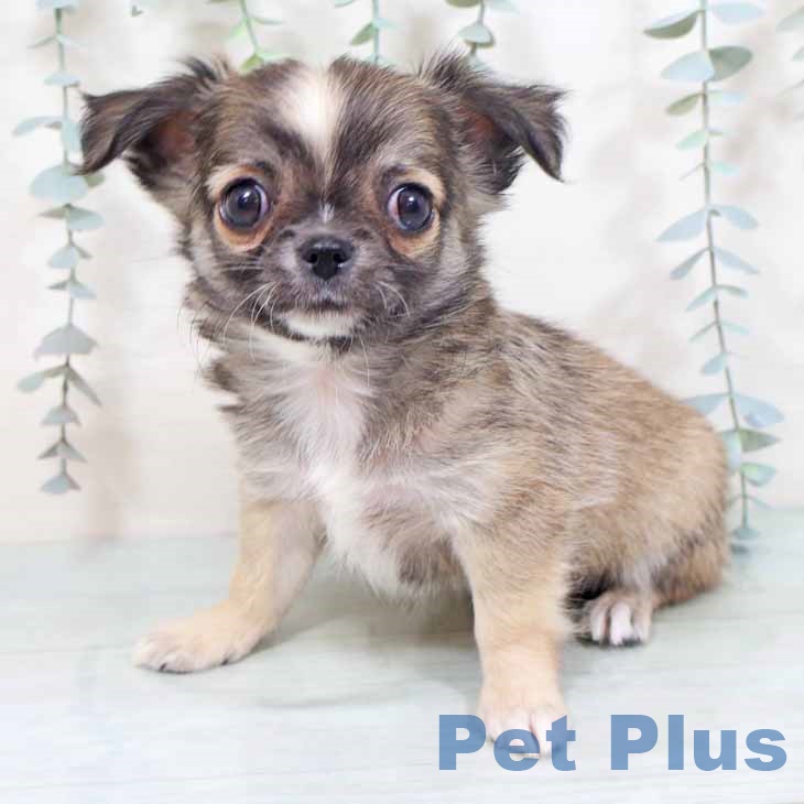 京都府のチワワ(ロング) (ペットプラス イオンモールKYOTO店/2025年9月30日生まれ/男の子/フォーンホワイト)の子犬