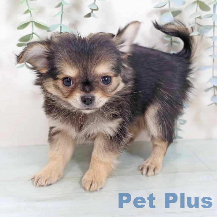 兵庫県のチワワ(ロング) (ペットプラス 神戸三宮店/2025年9月30日生まれ/女の子/セーブル)の子犬の1枚目の画像