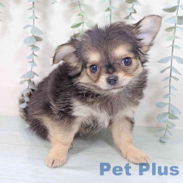 兵庫県のチワワ(ロング) (ペットプラス 神戸三宮店/2025年9月30日生まれ/女の子/セーブル)の子犬の2枚目の画像