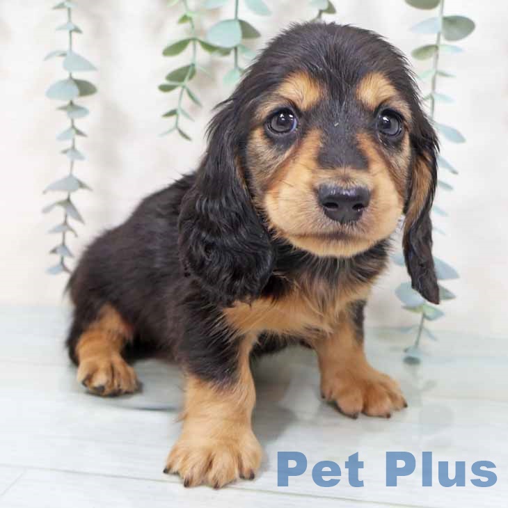 大阪府のミニチュアダックスフンド(ロング) (ペットプラス イオン大日店/2025年10月1日生まれ/男の子/ブラックタン)の子犬