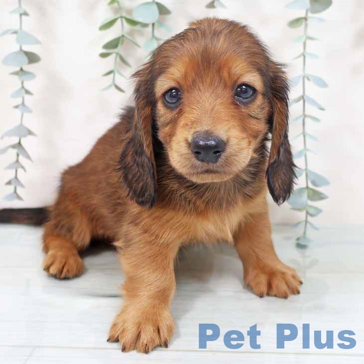 ミニチュア・ダックスフンド