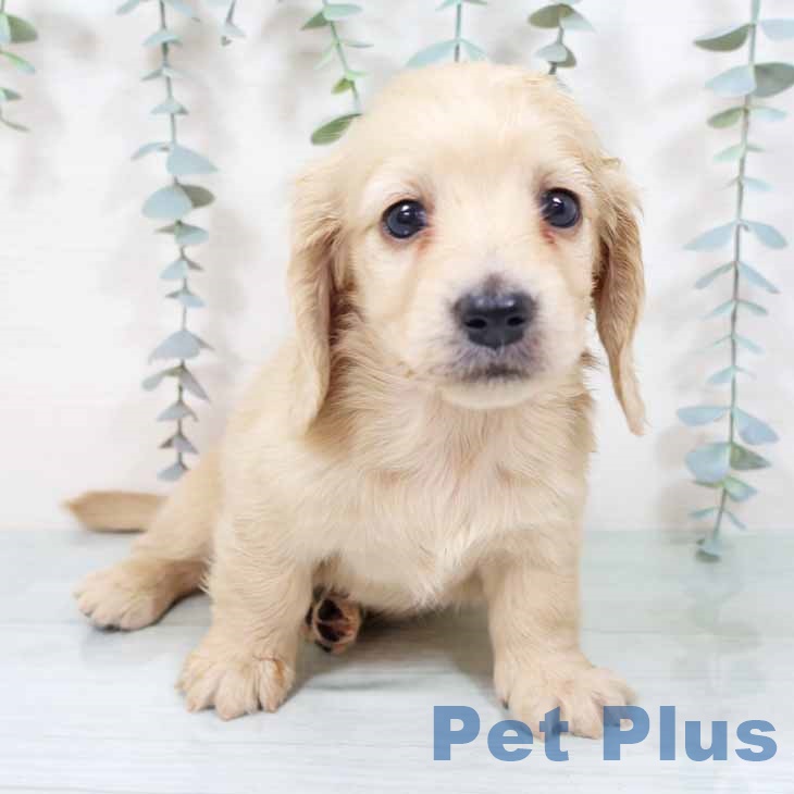 ミニチュア・ダックスフンド