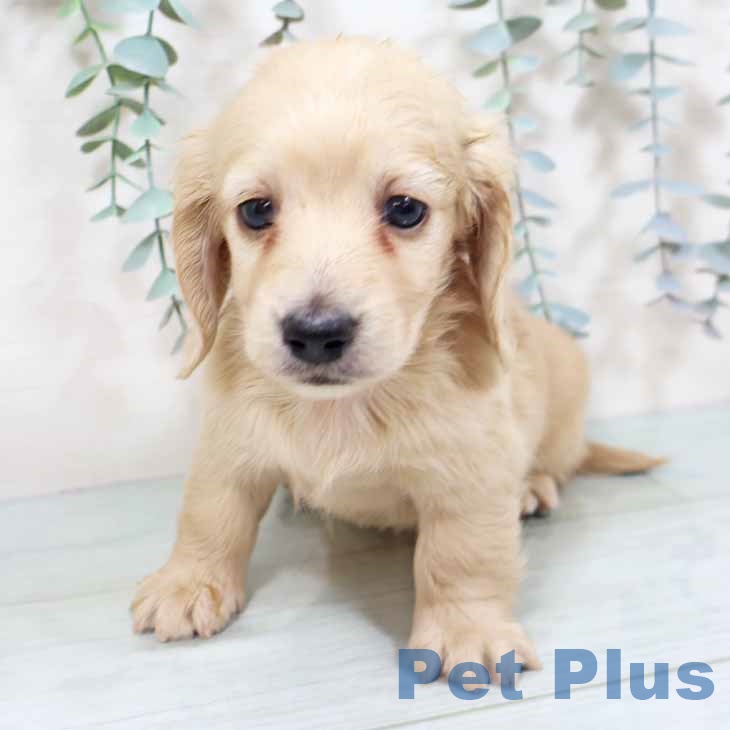 ミニチュア・ダックスフンドの写真2