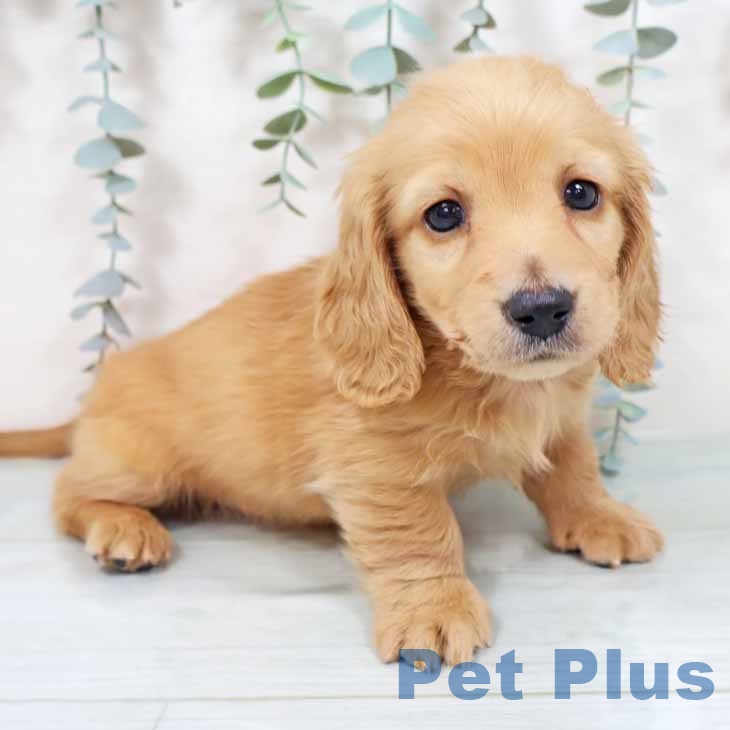 ミニチュア・ダックスフンド