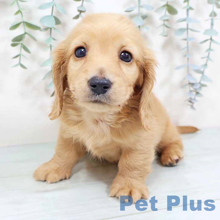 ミニチュア・ダックスフンドの写真2