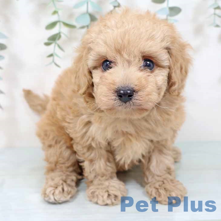 トイ・プードル