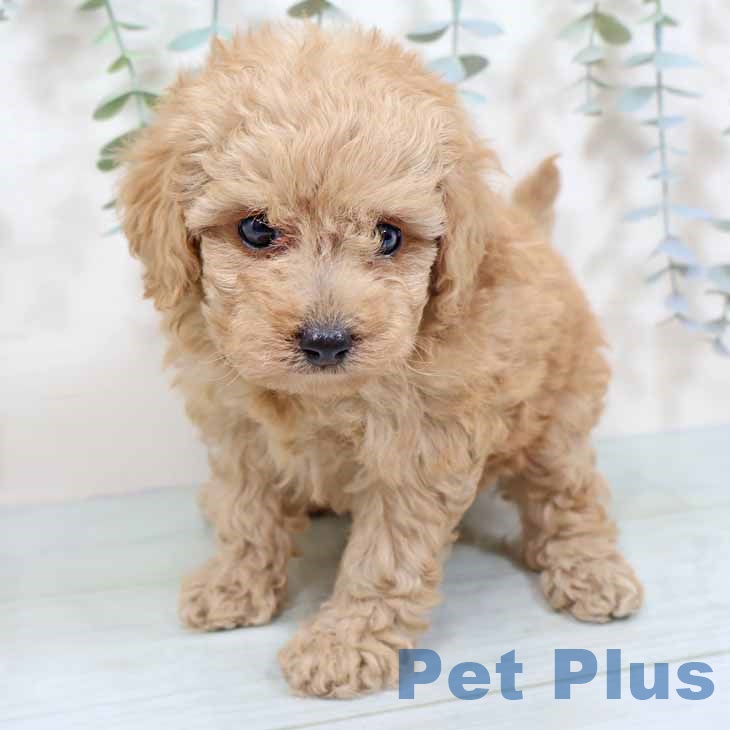 トイ・プードルの写真2