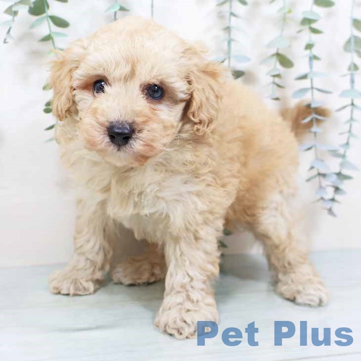 トイ・プードル