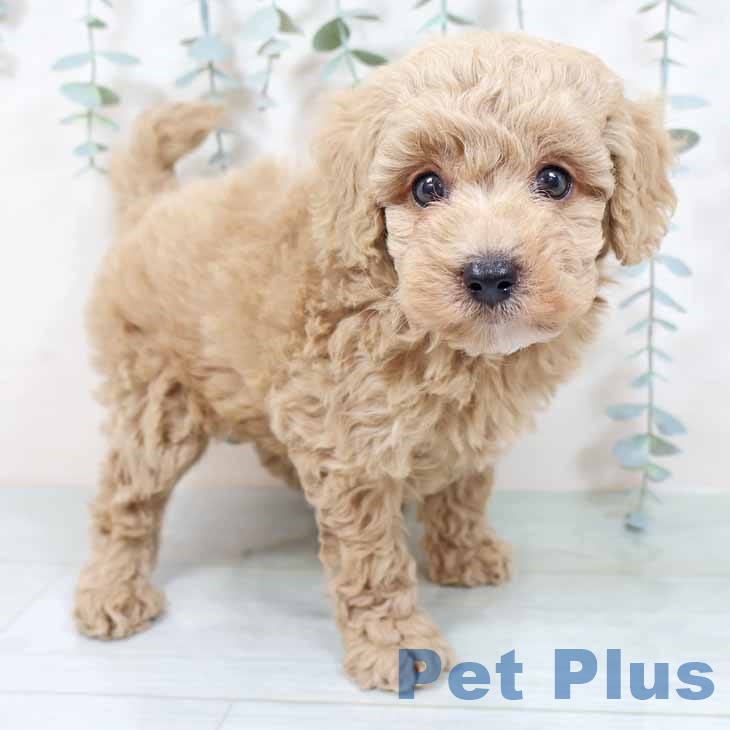 京都府のトイプードル(トイ) (ペットプラス 久御山店/2025年10月1日生まれ/男の子/クリーム)の子犬