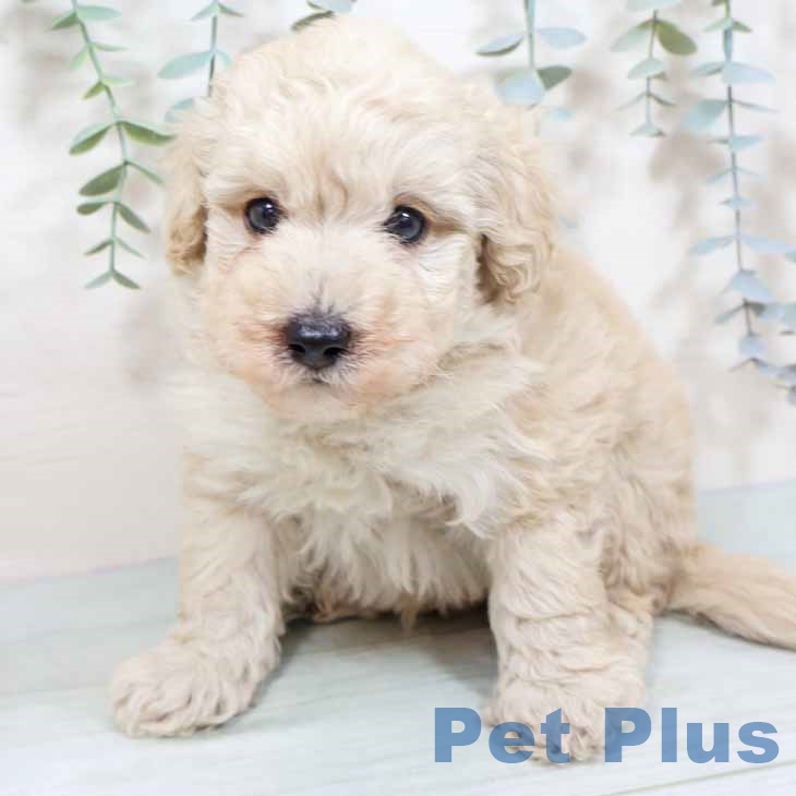 トイ・プードル