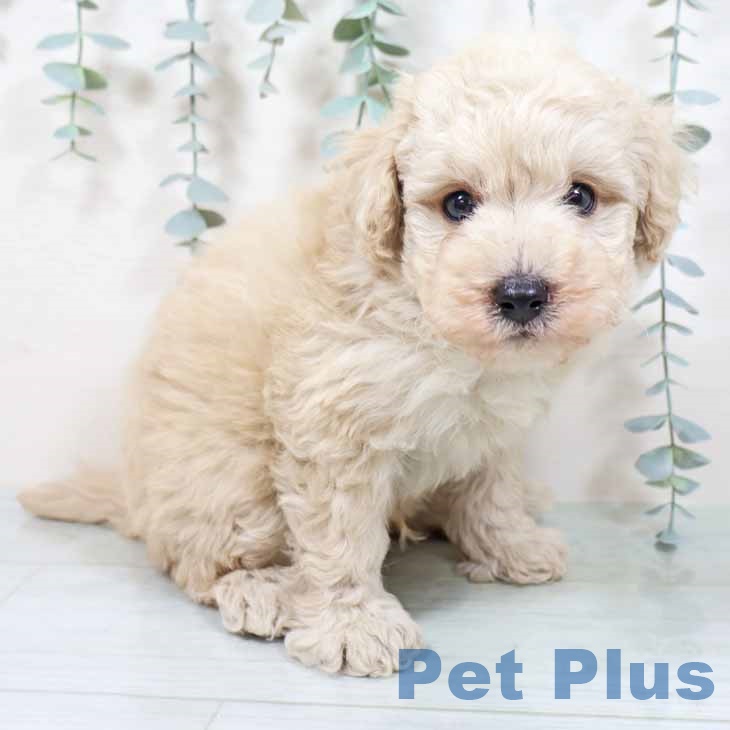 トイ・プードル