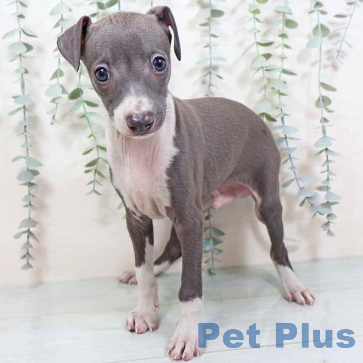 埼玉県のイタリアングレーハウンド (ペッツワン 吉川美南店/2025年10月1日生まれ/男の子/ブルーホワイト)の子犬の1枚目の画像