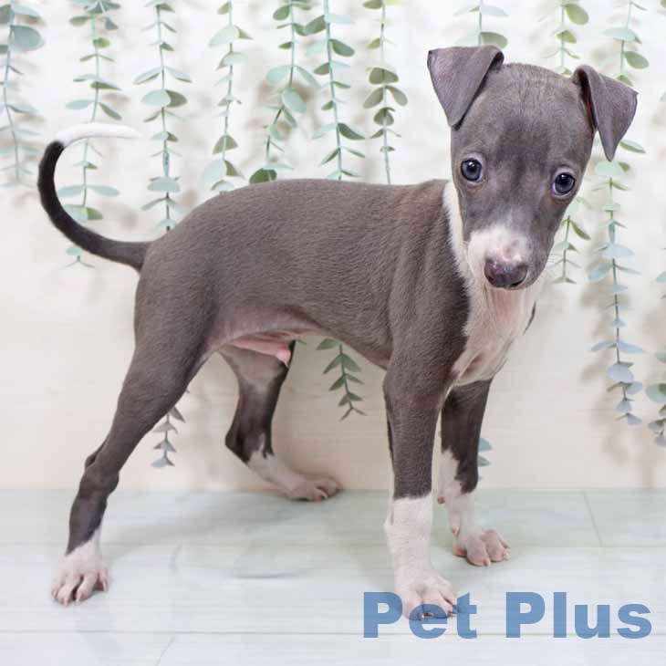 埼玉県のイタリアングレーハウンド (ペッツワン 吉川美南店/2025年10月1日生まれ/男の子/ブルーホワイト)の子犬の2枚目の画像