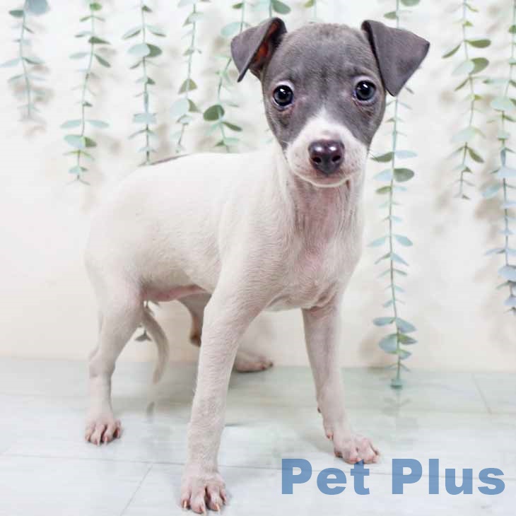 イタリアン・グレーハウンドの写真1