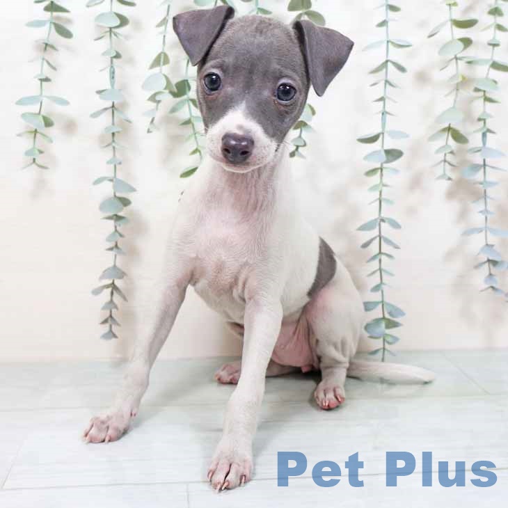 イタリアン・グレーハウンドの写真2