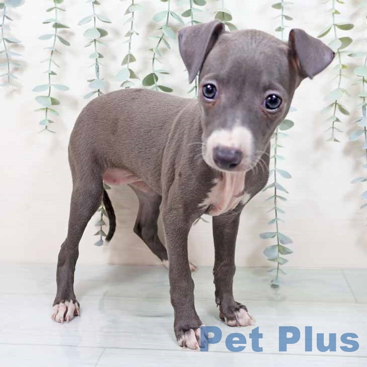 茨城県のイタリアングレーハウンド (ペッツワン つくば店/2025年10月1日生まれ/女の子/ブルーホワイト)の子犬の1枚目の画像