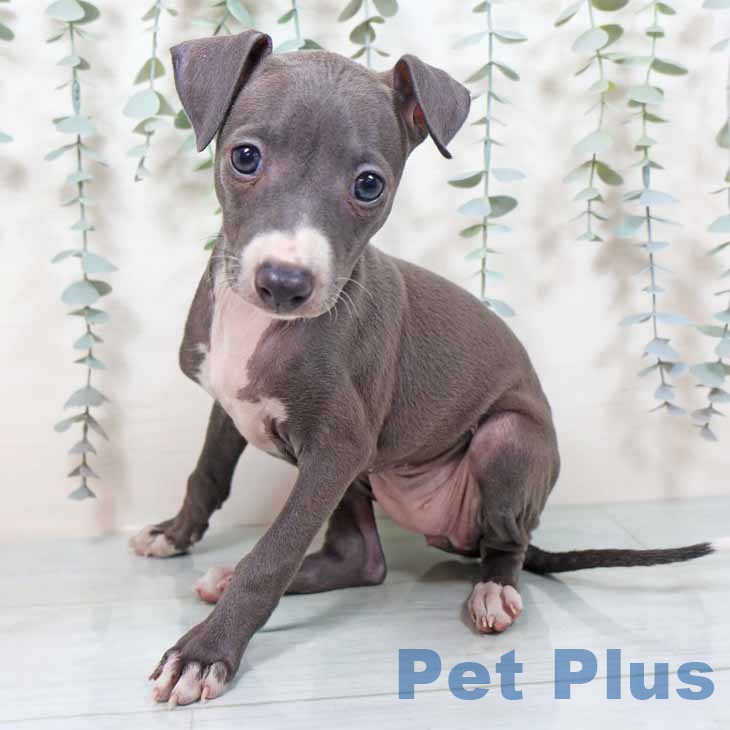 茨城県のイタリアングレーハウンド (ペッツワン つくば店/2025年10月1日生まれ/女の子/ブルーホワイト)の子犬の2枚目の画像