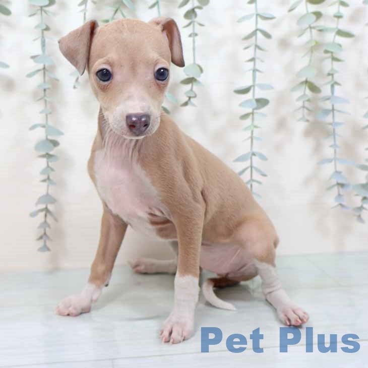 新潟県のイタリアングレーハウンド (ペットプラス 新潟南店/2025年10月1日生まれ/女の子/フォーンホワイト)の子犬の2枚目の画像