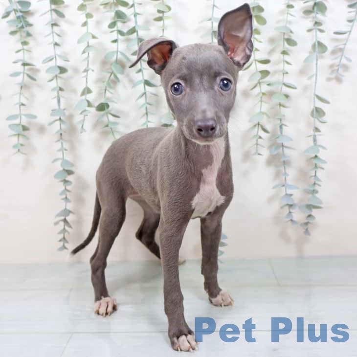 奈良県のイタリアングレーハウンド (ペットプラス 大和郡山店/2025年9月24日生まれ/女の子/ブルーホワイト)の子犬の1枚目の画像