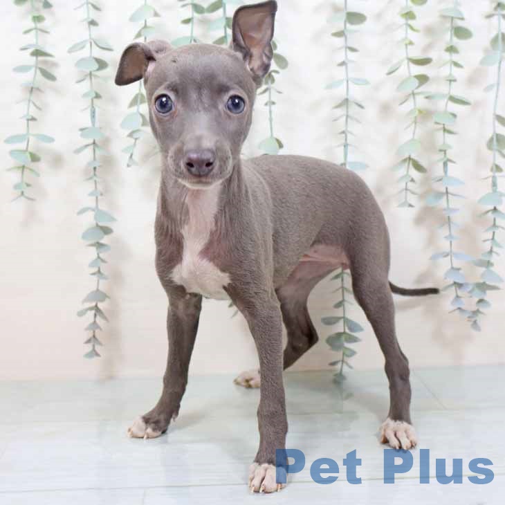 奈良県のイタリアングレーハウンド (ペットプラス 大和郡山店/2025年9月24日生まれ/女の子/ブルーホワイト)の子犬の2枚目の画像