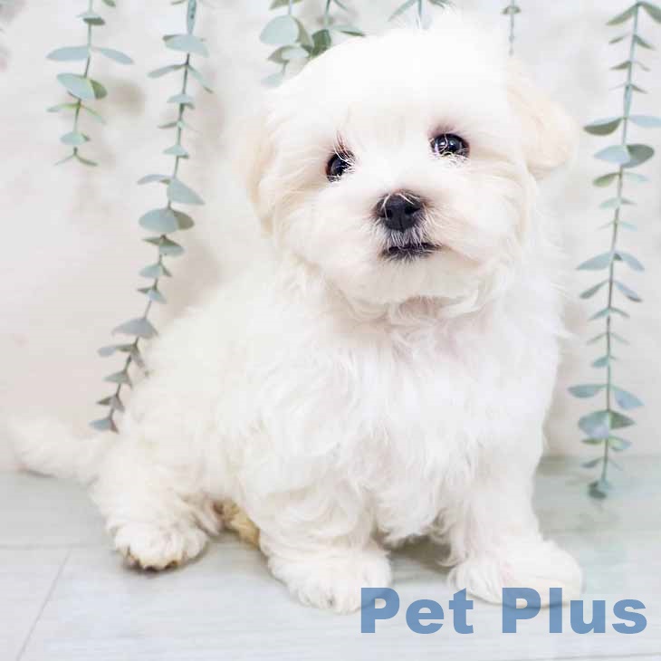 京都府のマルチーズ (ペットプラス 久御山店/2025年9月28日生まれ/男の子/ホワイト)の子犬